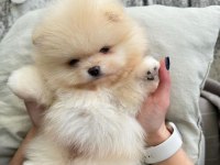 Show kalite a class pomeranian boo erkek dişi