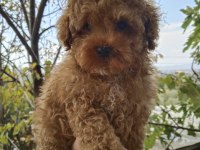 3 aylık erkek toy poodle