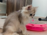 BRITISH LONGHAIR ŞAMPİYON ANNENİN YAVRUSU