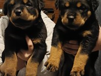 Kalitenin de kalitesi koca kafa erkek rottweiler