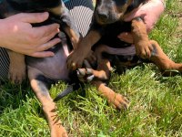 A Kalite Heykel Gibi Doberman Yavrular