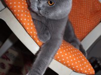 Temiz, bakımlı scottish fold