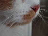 British Longhair Kırması Dostlarımız Yuva Arıyor