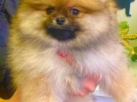 Yavru Pomeranian boo