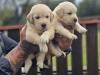 Golden Retriever Yavruları