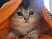 3.5 aylık erkek british shorthair
