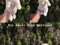 ORJİNAL MİS TURKEY MALTİPOO YAVRULAR YENİ YUVALARINA HAZIR