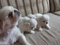 Yavru imperiyal dişi pekinez köpekler