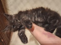 Safkan dev Maine coon yavrular full şecere