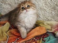 Golden Ay11 muhteşem erkek british longhair