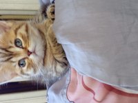 British Shorthair (British Golden) Yavrular