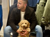 4 aylık toy poodle erkek uygun fiyata vereceğim