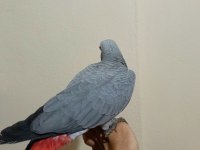 Yerli üretim full evcil 4 aylık bebek jako papağanı