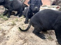 Cane corso bebek köpekler
