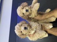 Maltipoo yavrularımız