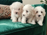 Maltese terrier yavrular