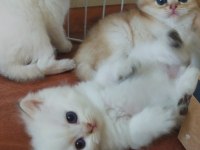 Ny 24 ny 1112 safkan british shorthair