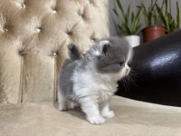 British Longhair Kediler