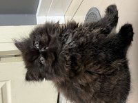 Exotic Shorthair Kedilerime yuva arıyorum