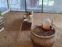 Dişi erkek yavru kanaryalar