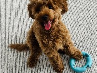 5 aylık erkek toy poodle