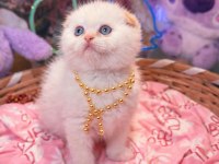 Top Kafa Scottish Fold Ve British Shorthair Yavrular