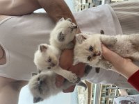 Scottish fold blue point ve scottish straight