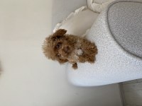 Toy poodle dişi yavru