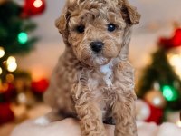 Poodle köpeğimiz lady yeni yuvasını arıyor