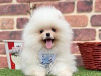 Pomeranian boo köpeğimiz