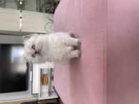 Çok sevimli minnoş british longhair yavrunuz