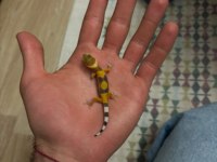 Morph garantili leopard gecko