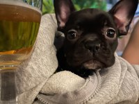 EL Salvador Kennel - KARA FRENCH BULLDOG AİLESİNİ ARIYOR