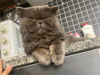 British longhair dünya yakışıklısı