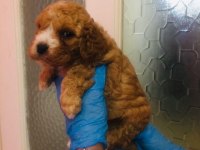 MALTİPOO CAN DOSTLAR EV ÜRETİMİ