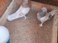 Limon Sarı Erkek Güvercin 81 İle Gönderim Yaparız