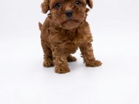 Mükemmel toy poodle yavrular