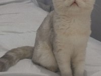 BRİTİSH SHORTHAİR DİŞİ 3 AYLIK