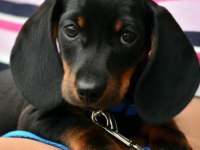 A kalite daschund yavrular