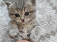 British shorthair kedisi
