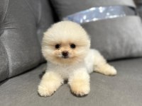 Pomeranian boo