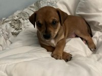 Ücretsiz Sahiplendirme Yavru Köpek Ömürlük Yuva