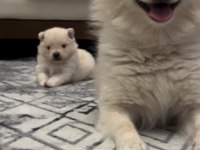 Minnak küçücük Pomeranian Boo Bebeğimiz