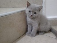 Yine kalite yine scottish fold