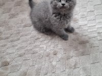 British Shorthair Yavrumuz