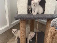 British shorthair dişi ve erkek