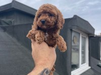 Red brown poodle yavrular