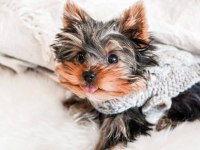 Çok akıllı sorunsuz ev köpeği