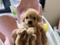 Mikro 0 Numara Poodle Yavrumuz Yeni Yuvasına Hazır