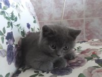 Denizli British Shorthair Dişi